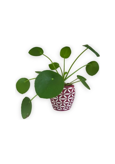 Çin Para Bitkisi | Mini Pilea | Pembe Desenli Saksıda