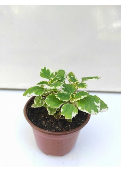 Adaçayı Kokulu Sarkıcı Sukulent Beyaz Alacalı Benjamin Variegata Plectranthus Madagascariensis