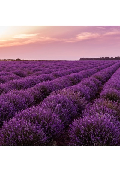 Lavandula Angustifolia Lavanta Çiçeği Tohumu 100 Adet N117487