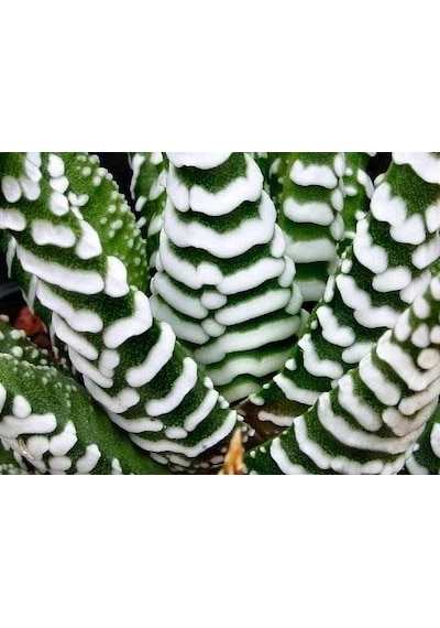 Serada Decor Plant Haworthia Zebrina Yılanderisi Sukulent Bitki