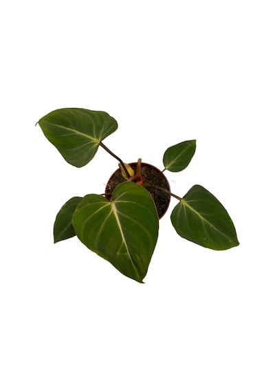 Philodendron Gloriosum Ø12 Cm 25-30 Cm
