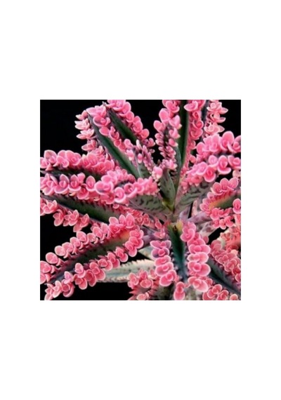 Pembe Aşkın Gözyaşı Sukulent Kaktüs 10-20 Cm