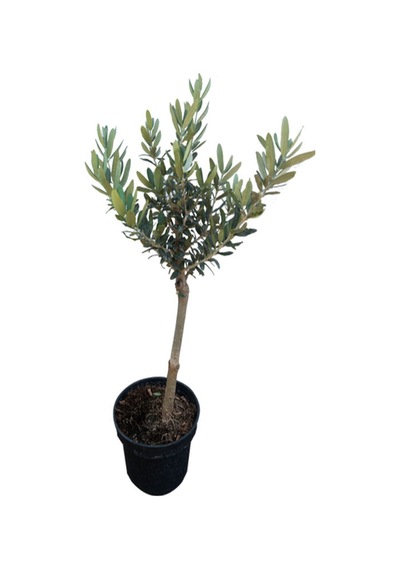Videolu Bodur 1 Adet Zeytin Ağacı Fidanı 60-80cm Saksılı Dwarf Olive