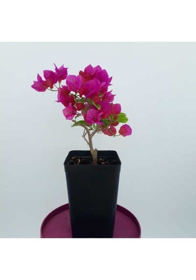1 Adet Pembe Renk Bodur Begonvil Çiçeği Fidanı 25-45 Cm Saksılı/tüplü Çiçekli Bodur Bitkiler Pink Bougainvillea