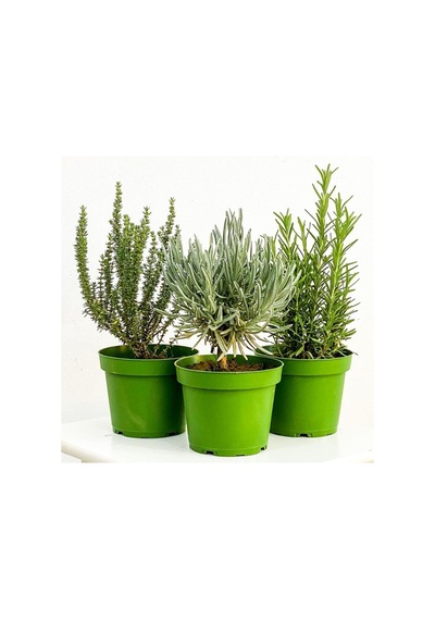 Aromatik Bitki Seti Lavanta Biberiye Kekik 3 Lü Set Aromatik Bitki Seti Lavanta Biberiye Kekik 3 Lü Set