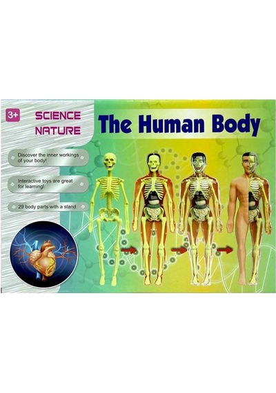 Mey İthalat The Human Body İnsan Vücudu 3d Eğitim Seti 3302