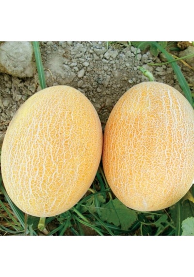 Ananas Kavun Tohumu 15 Tohum +