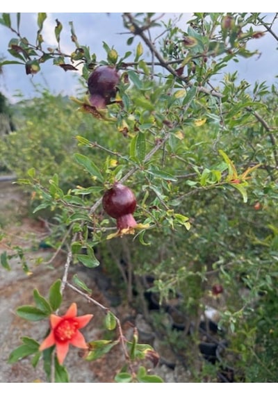 Saksıda 5 Yaş Meyve Veren Hicaz Nar Fidanı B0y 170-200 Cm
