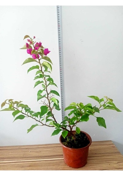 Bodur Begonvil Bougainvillea Ev - Balkon Begonvil Bougainvillea