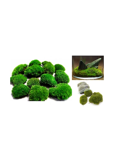 KAYA YOSUNU MOSS 2000 cm²  - TERARYUM ZEMİNİ CANLI YOSUN