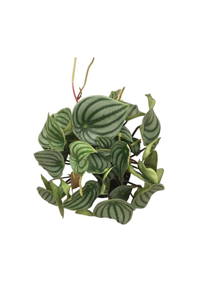 Peperomia Argyreia (Karpuz Çiçeği) Ø14 CM Y30-35 CM
