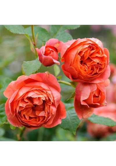 Ponpon Nar Çiçeği 3 Adet Gül Fidanı Yediveren 50-80 Cm Pomegranate Blossom Rose Sapling