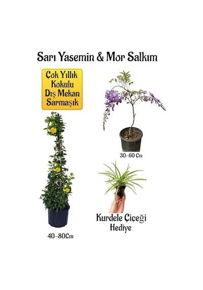Sarı Yasemin Çiçeği+mor Salkım Ağacı Fidanı+ Kurdele Çiçeği Peyzaj Seti