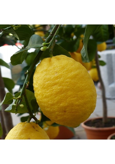 Tüplü Aşılı   Zagara Bianca Limon Fidanı