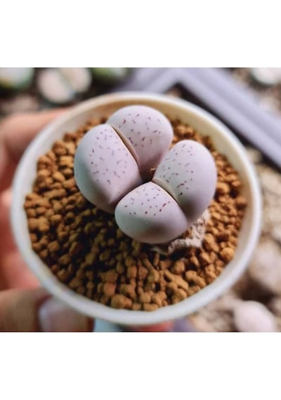 10 Adet Dinteranthus Vanzylii Mesemb Succulent Tohumu