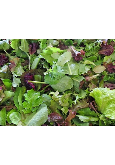 Şifalı Baharlı Salata Tohum Karışımı