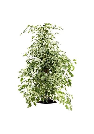 Videolu Alacalı Benjamin Bitkisi 1adet Saksılı/tüplü 60-100cm Iç Mekan Ofis Bitkisi Ficus Starlight