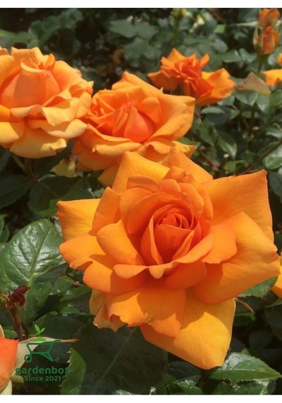 Canlı Turuncu Renk Bahçe Gülü Yediveren 30-40cm Rose