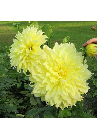 İri Çiçekli Sarı Renkte Kelvin Floodlight Dahlia Yıldız Çiçeği Yumrusu 1 Adet