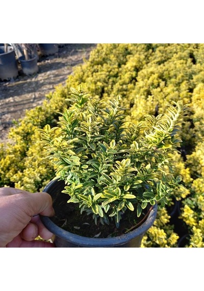 10 Adetaltuni Çıtır Taflan Saksıda. 15-20 Cm. Çok Dallı