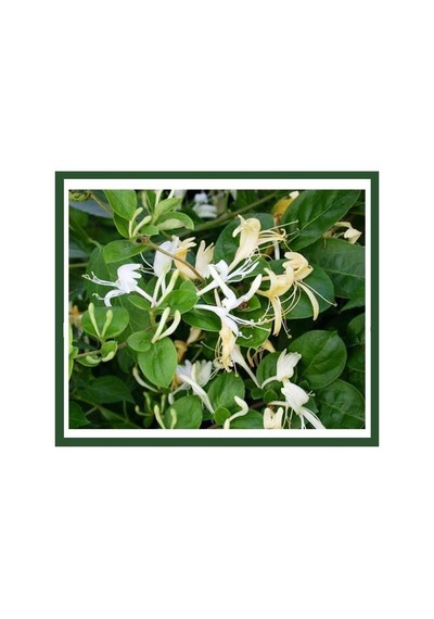 Afife Hanımeli Fidanı Lonicera Caprifolium 10-20 Cm