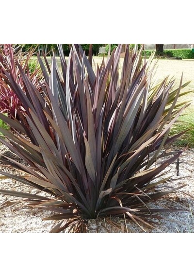 Phormıum Tenax Atropurpureum Kırmızı Yeni Zelanda Keteni 5 Adet