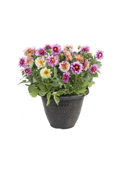Karışık Dahlia Tohumu Ekim Seti 5 Tohum + Saksı + Toprak