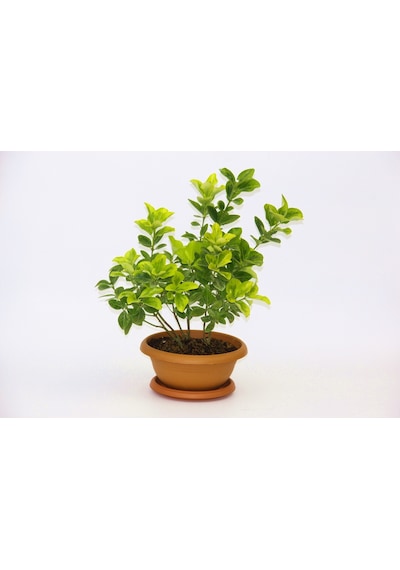 Bonsai Euonymus Japonica Aurea Ev Ofis Bitkisi