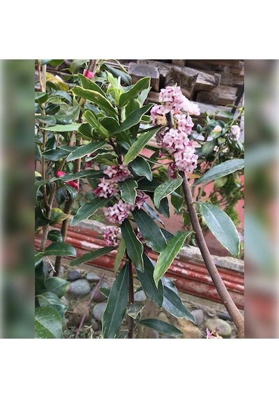 Kafkas Gülü Daphne Kokulu 40-60 Cm