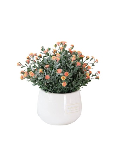 Kasımpatı Krizantem Chrysanthemum Karışık Renk Saksılı 10-20 Cm