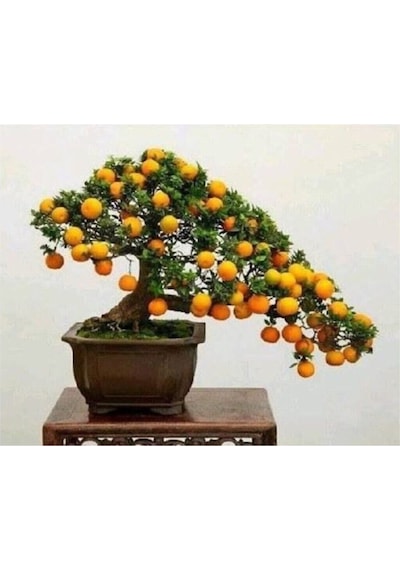5 Adet Tohum Organik Bahçe Şeker Pare Kayısı Bonsai Ağaç Tohumu Saksılık Saksı Toprak Hediye..