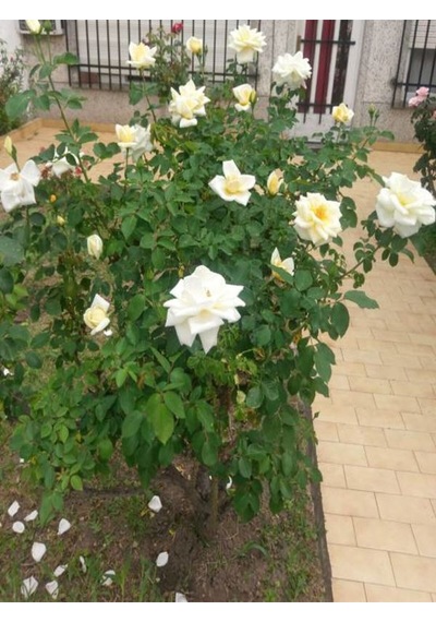 Videolu Yediveren Beyaz Gül Fidanı 25 35cm Saksıda Aşılı Gül White Rose