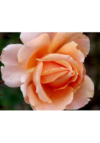 Videolu Kokulu Kavun Içi Bulgar Gülü Fidanı 40-60cm Saksılı Çiçekli Bodur Bitkiler Bulgarian Rose