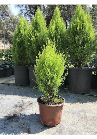 Limon Kokulu Çam Ağacı 30-40 Cm Limoni Servi Cupressus Diğer