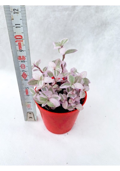 Callisia Repens Pink Lady Mini Pembe Telgraf Çiçeği - 5.5 Cm Saksıda