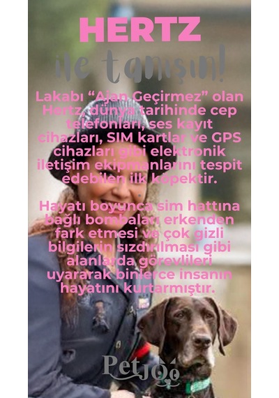 Petjoo 26.Hertz Gri-Pembe Qr'lı Köpek Künyesi