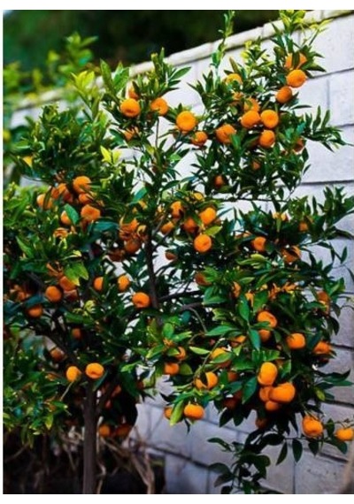 Satsuma Mandalina Fidanı 5 Adet - 3 Yaş Tüplü Fidan