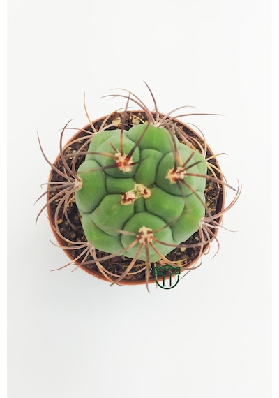 Gymnocalycium Marquezii 5.5 Cm Saksıda