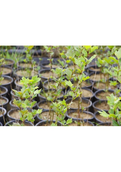 Batı Çınarı Fidanı 10 Adet - Platanus Occidentalis