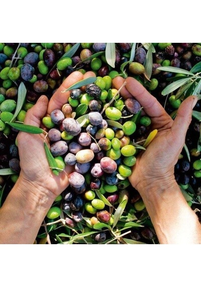Susuzluğa Dayanıklı Sofralık Nizip Yağlık Zeytin Fidanı 10-20 Cm