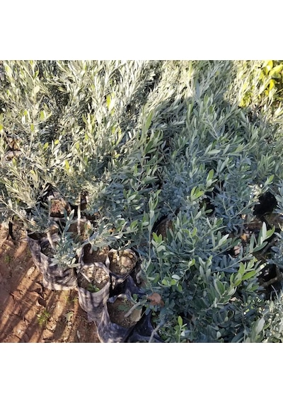 Kırmalık ve Çizmelik Akhisar Uslu Zeytin Fidanı