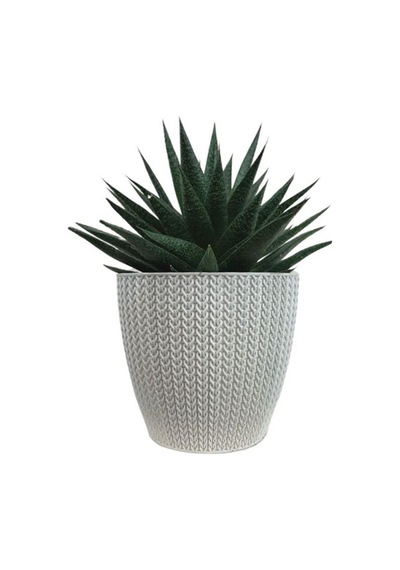 Gasterworthia Beyaz Sümela Saksıda