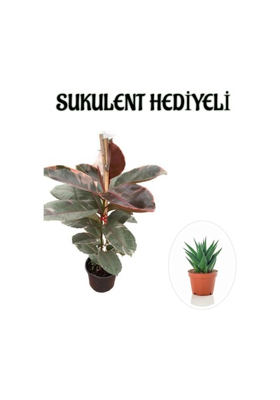 Pembe Renk Alacalı Kauçuk Bitkisi Sevgililer Gününe Özel Sukulent Hediyeli
