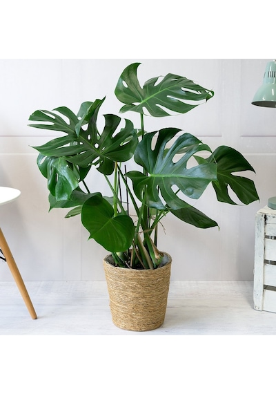 Monstera -  Deve Tabanı 60-80 cm