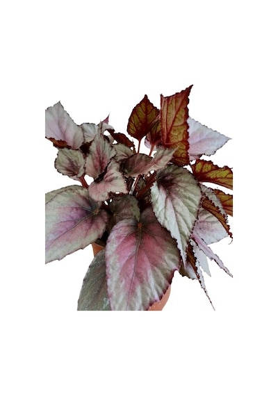 Serada Decor Plant Silver Limbo Begonya Rex - Yaprak Güzeli 20 - 40 Cm.