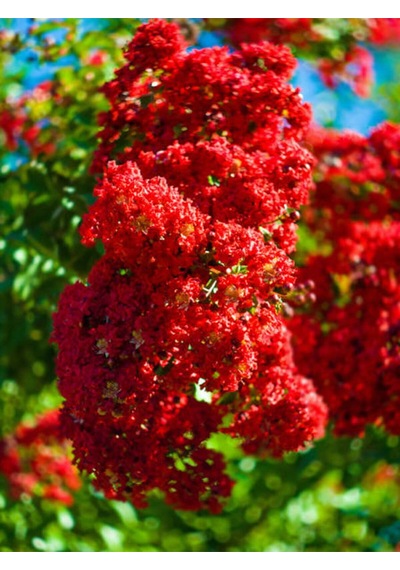 Favori Ürün Kırmızı Renkli Oya Çiçeği Fidanı 30 80 Cm 1 Adet Dış Mekan Ağaç Lagerstroemia Indica