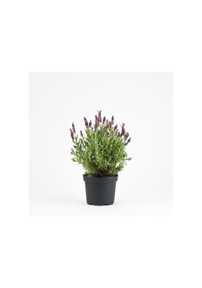 Thebestonline Lavanta Fidanı Lavandula Officinalis