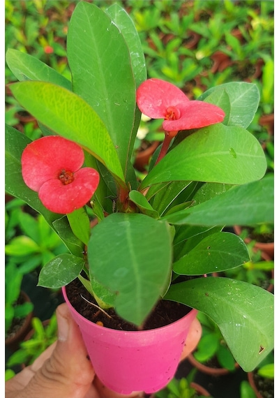 Videolu Milli Dikenler Tacı 10 40 Cm Saksılı Büyük Pembe Çiçeli Katüs Euphorbia