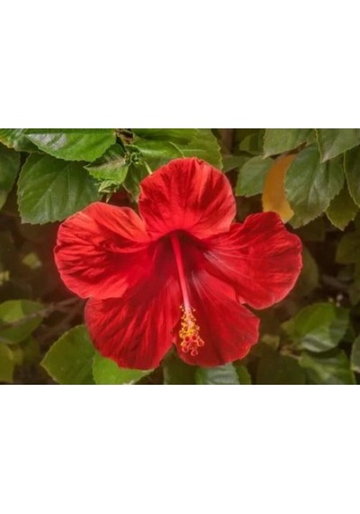 Kırmızı Japon Gülü Çiçeği Fidanı 40-60cm Saksılı Çiçekli Bodur Bitkiler Japanese Rose