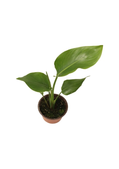 Strelitzia Nicolai- Starliçe Beyaz Cennet Kuşu Çiçeği - Turna Gagası - Mini Boy Iç Mekan Ofis Salon
